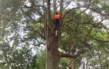 Tree Experts North Shore Sydney