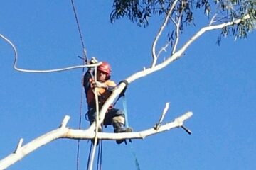 Tree Removal North Shore Sydney