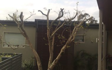 Pruning and Hedging North Shore Sydney