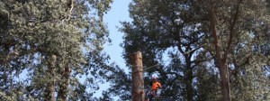 Tree Services Sydney