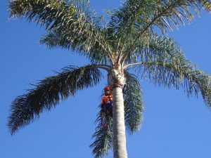 Arborists Report Sydney