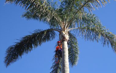 Tree Trimming North Shore Sydney