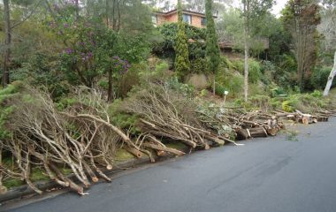 North Shore Sydney Land Clearing