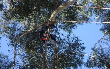 Tree Removal North Shore Sydney