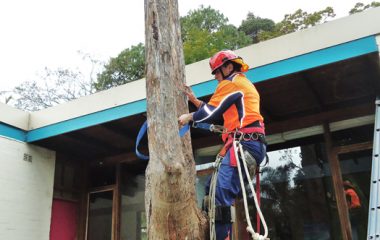 Pruning and Hedging North Shore Sydney