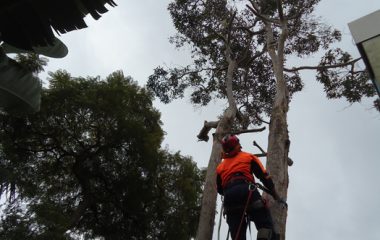 North Shore Sydney Dead Wooding