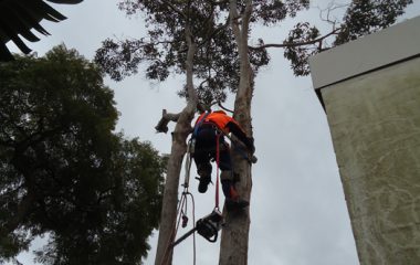 Dead Wood North Shore Sydney