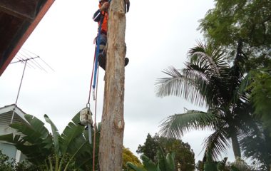 Tree Removal North Shore Sydney