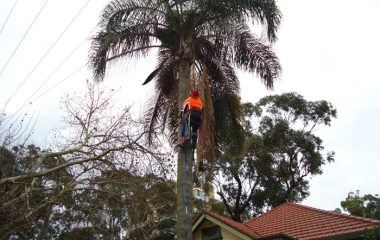 Tree Trimming North Shore Sydney