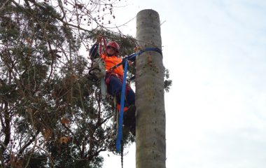 Tree Removal North Shore Sydney