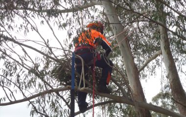 Tree Removal North Shore Sydney