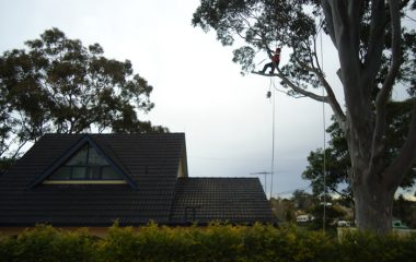 Tree Emergency Services North Shore Sydney