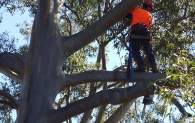 Dead Tree Wooding North Shore Sydney