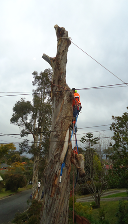 Dead Wooding Sydney