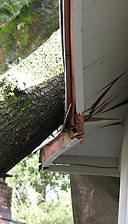 emergency tree removal sydney