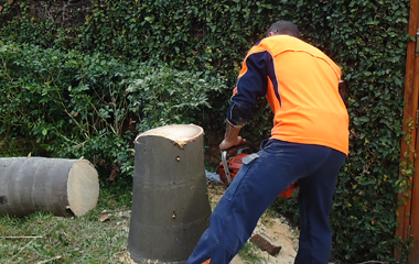 Removing Tree Stumps Sydney