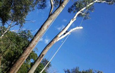 Sydney Tree Removal Service