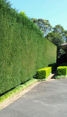 Tree Pruning and Hedging Sydney