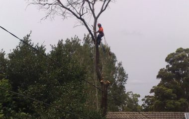 Tree Removal Sydney