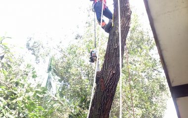 Tree Removal Sydney