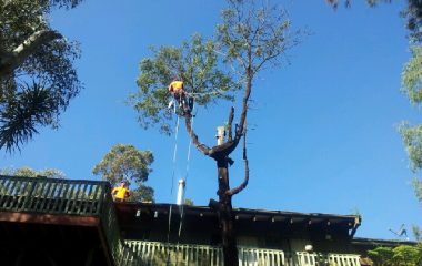 North Sydney Tree Removal