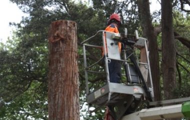 Tree Removal Sydney