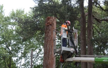 Tree Removal Sydney