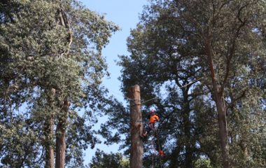 Tree Removal Sydney