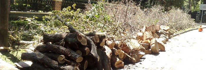 North Sydney Land clearing