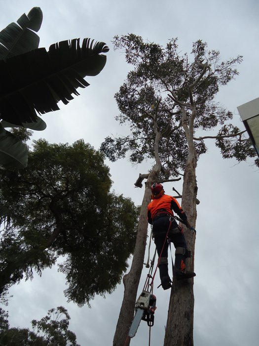 North Sydney Tree Trimming