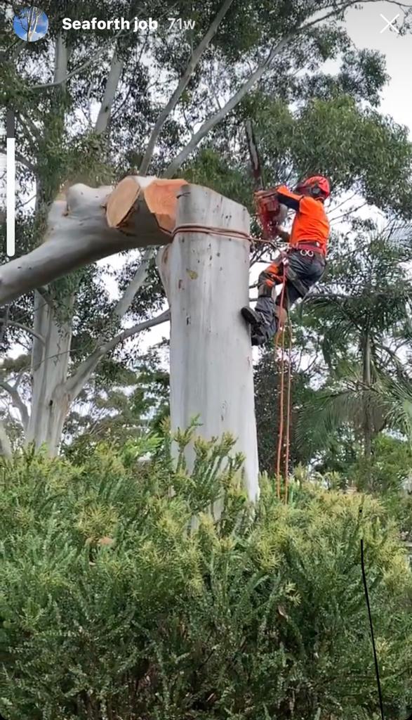 dead wooding north sydney